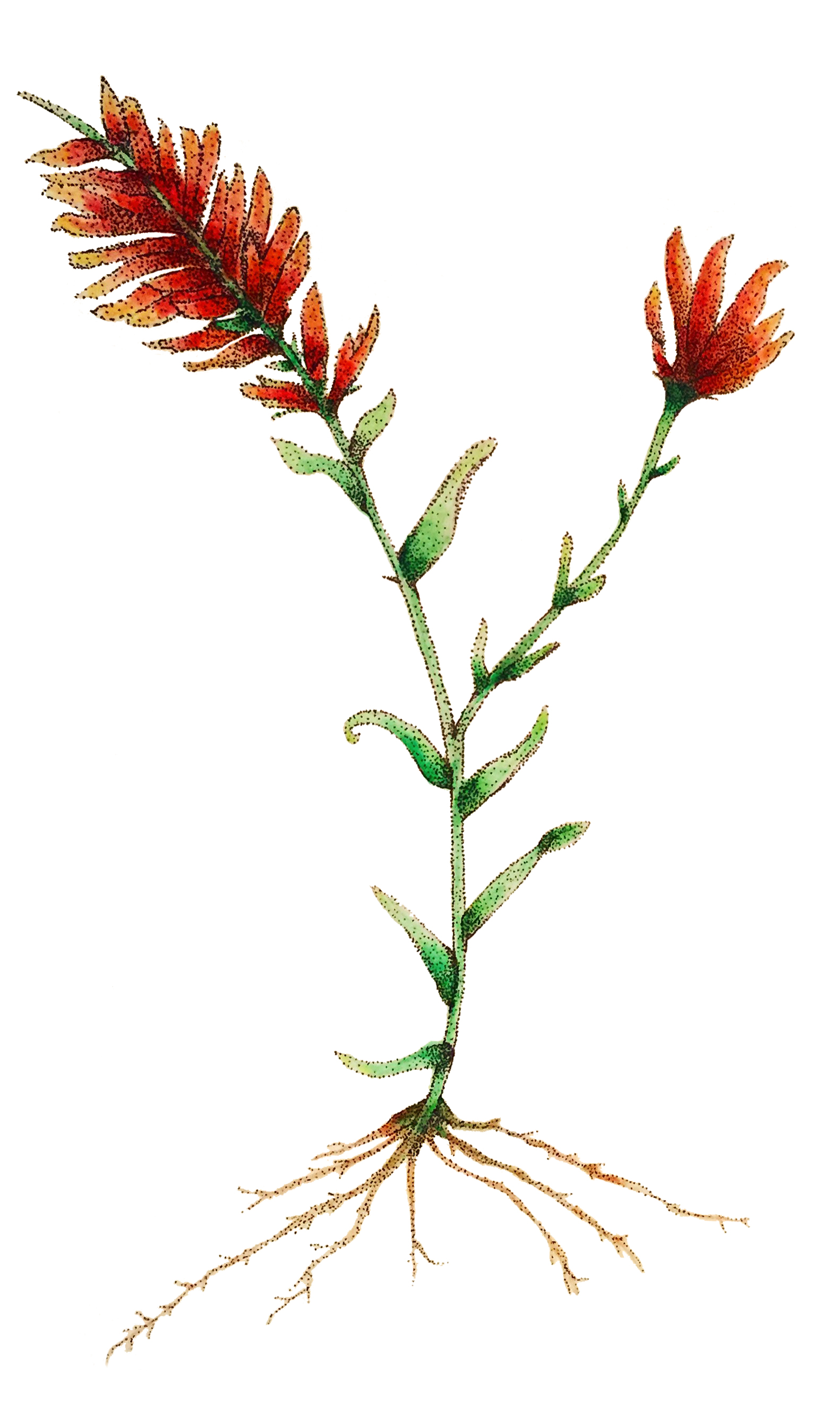 Indian_Paintbrush